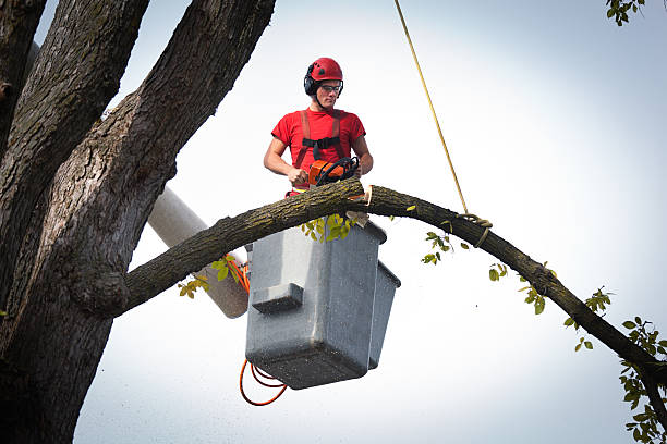 Tree Service Company in Bear Creek, AL